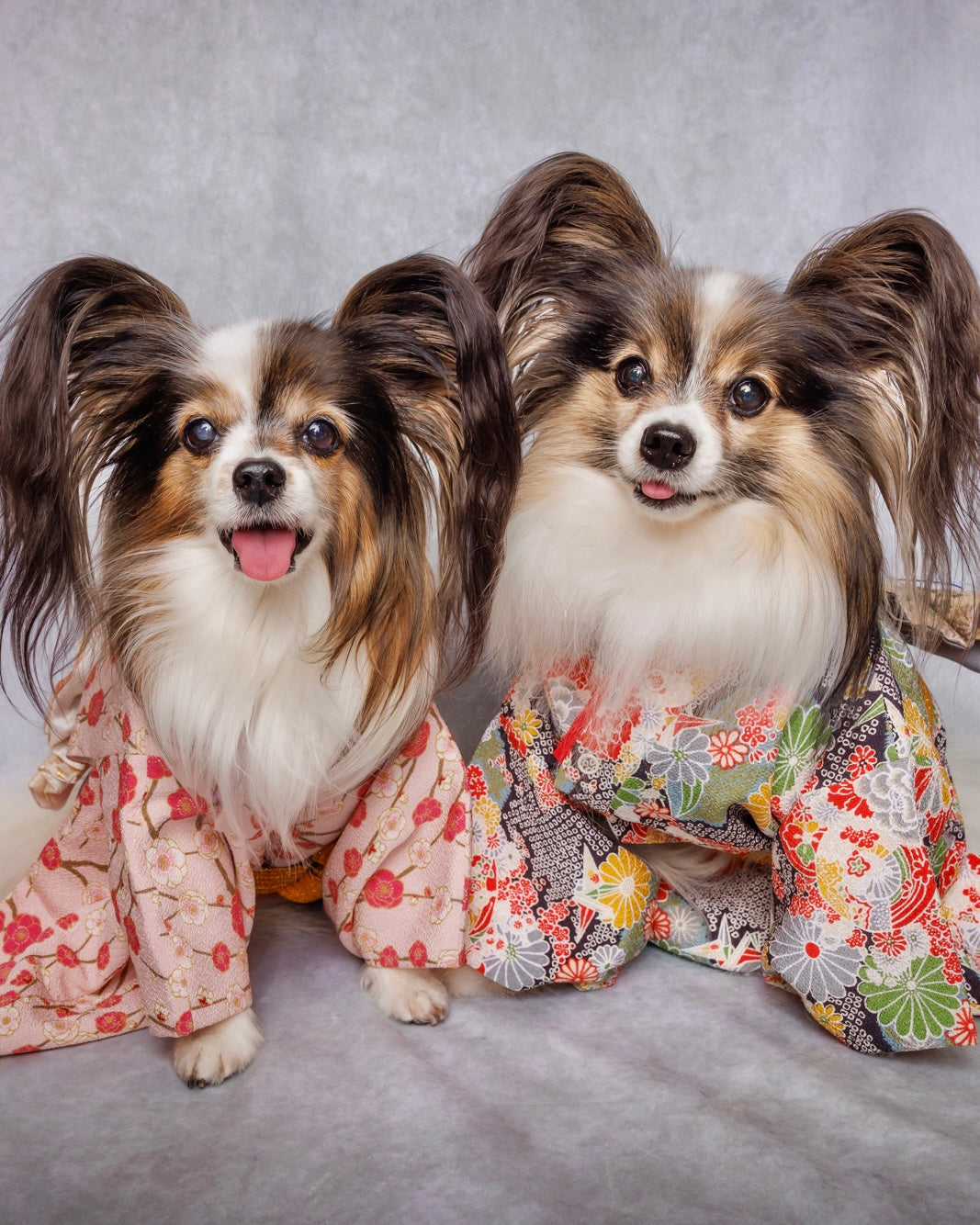 Rental Dog Kimono