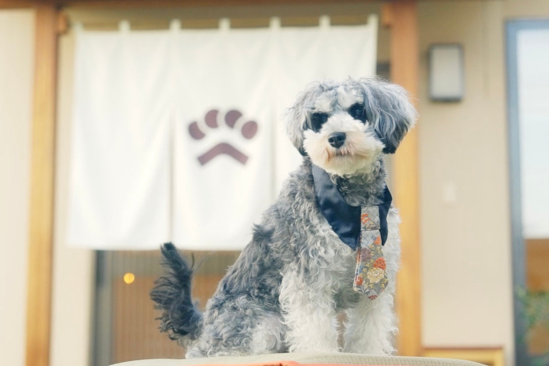INU-MUSUBIの前で、シュナウザーがMiyakoのネクタイをつけている