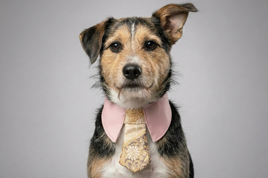 新作の西陣織ネクタイをつけるミックス犬