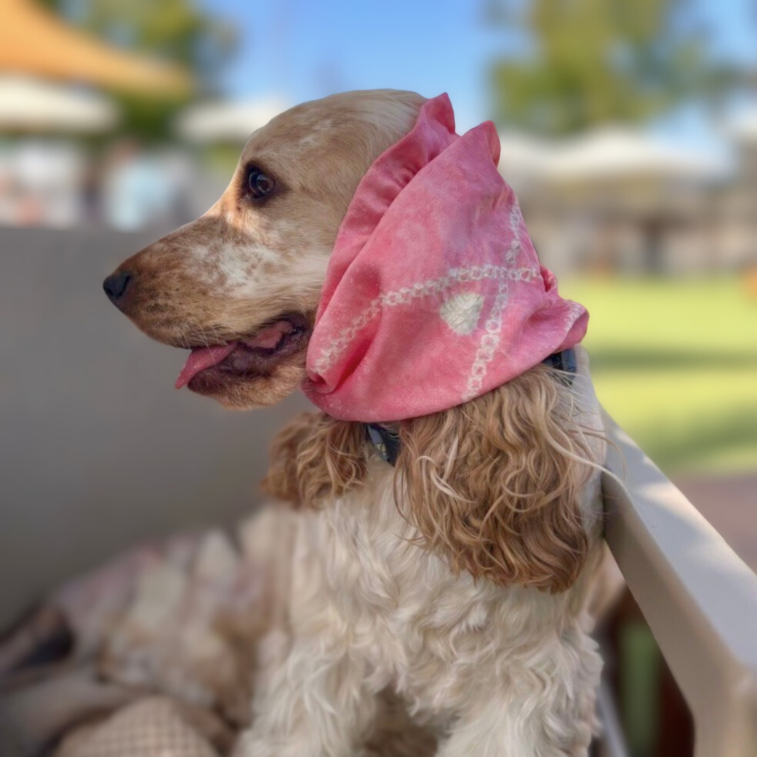 ドッグスヌード