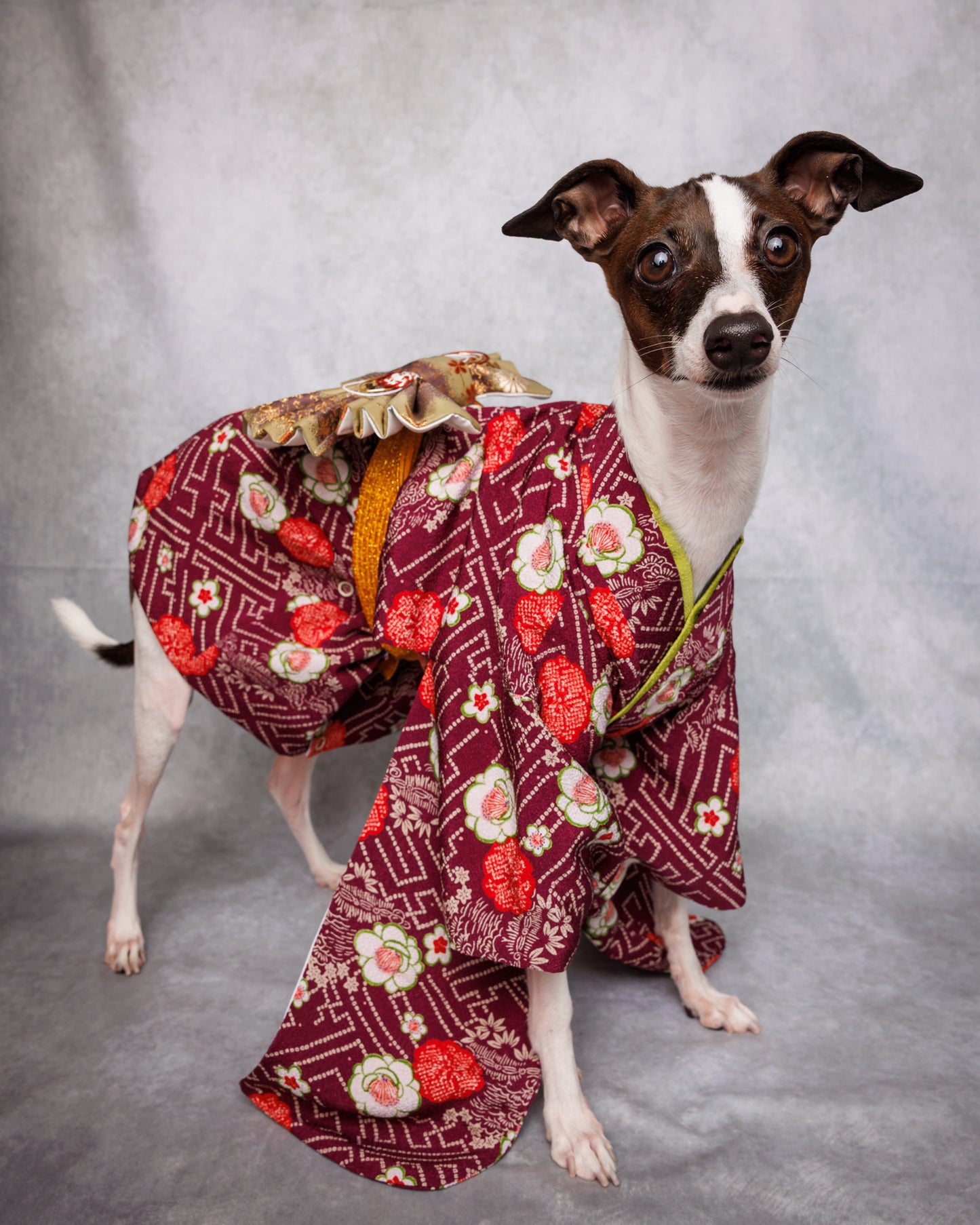 Rental Dog Kimono