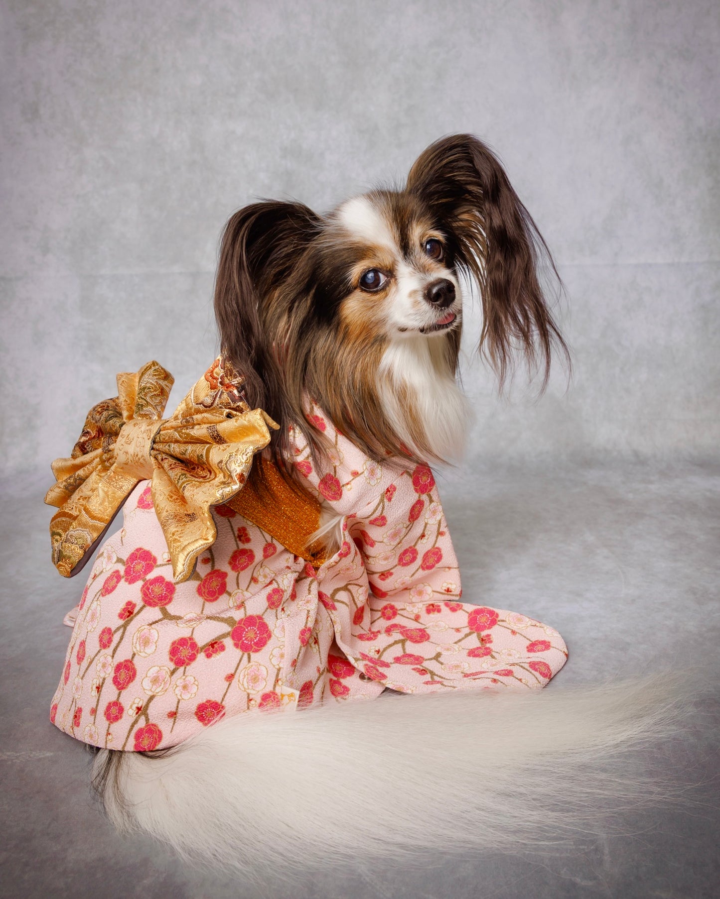 Rental Dog Kimono