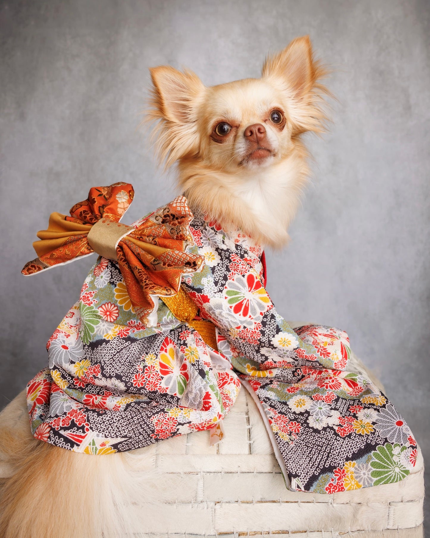 Rental Dog Kimono